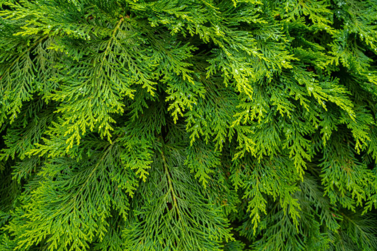 Trimming Cedar Trees: How to Trim and Prune Cedar Trees