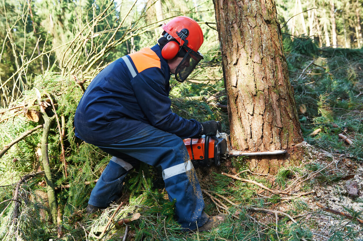 Tree Transplanting Services